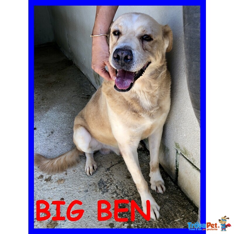 Big ben 8-9anni Dolce Solare Coccolone - Foto n. 1