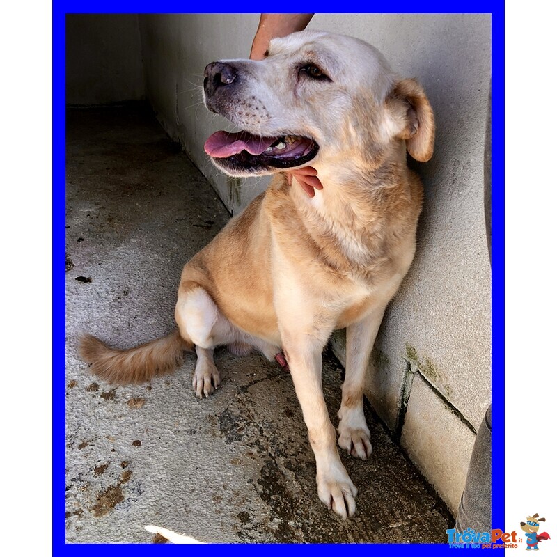 Big ben 8-9anni Dolce Solare Coccolone - Foto n. 3