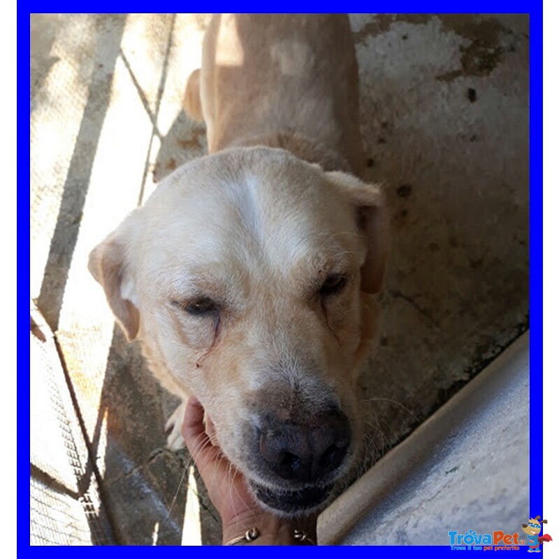 Big ben 8-9anni Dolce Solare Coccolone - Foto n. 5