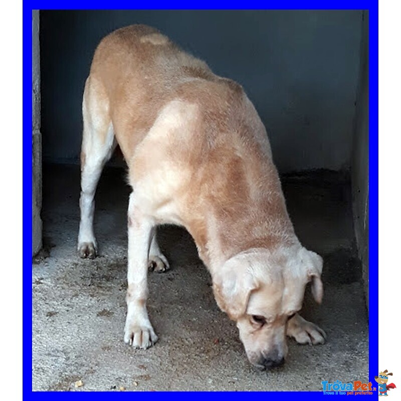 Big ben 8-9anni Dolce Solare Coccolone - Foto n. 6