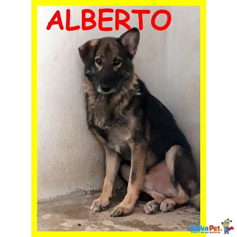 Lupetto Alberto Timoroso - sui 9 Anni - Foto n. 1