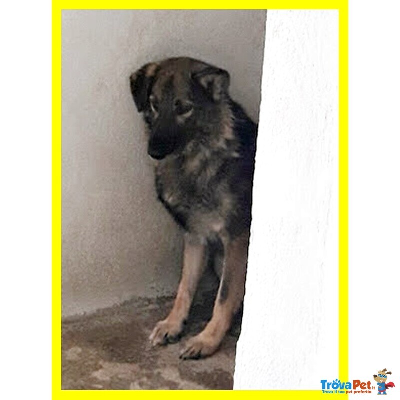 Lupetto Alberto Timoroso - sui 9 Anni - Foto n. 2