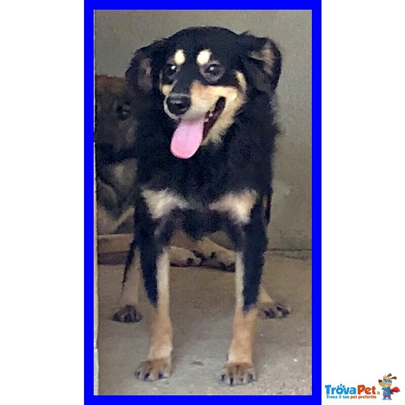 Tango 8anni Timidino ma Anche Curioso - Foto n. 3