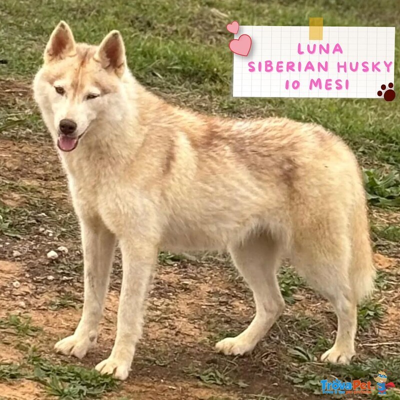 Luna Siberian Husky pura 10 mesi in Adozione - Foto n. 1