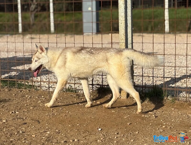 Luna Siberian Husky pura 10 mesi in Adozione - Foto n. 2