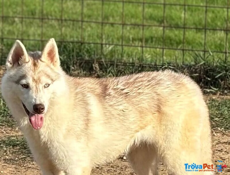 Luna Siberian Husky pura 10 mesi in Adozione - Foto n. 3