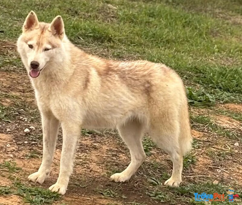 Luna Siberian Husky pura 10 mesi in Adozione - Foto n. 5