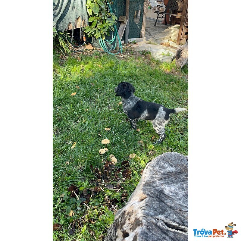 Setter Inglese Figli di lost del Navigante - Foto n. 1