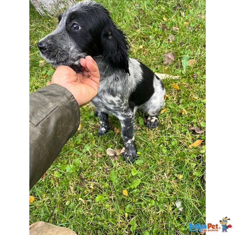 Setter Inglese Figli di lost del Navigante - Foto n. 2