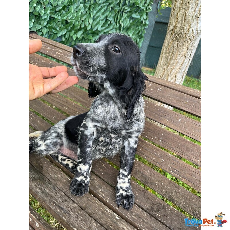 Setter Inglese Figli di lost del Navigante - Foto n. 3