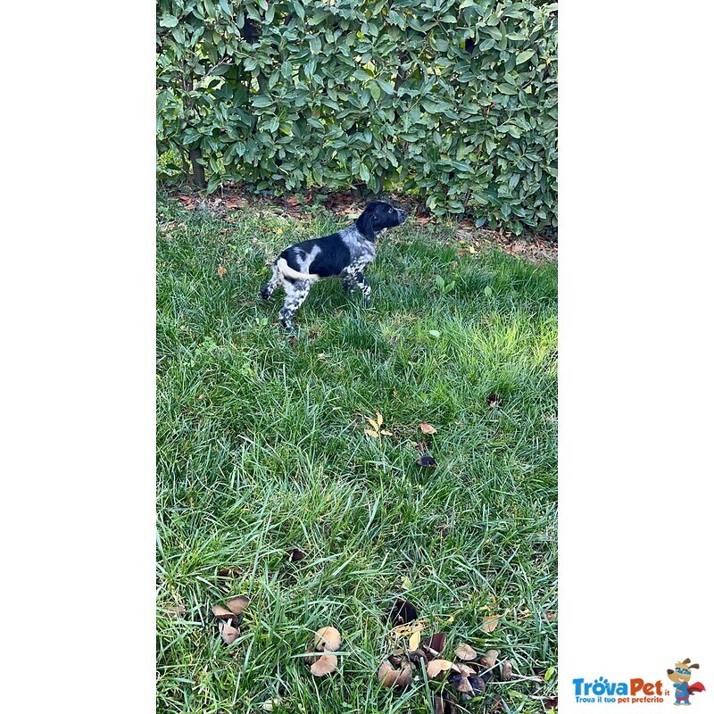 Setter Inglese Figli di lost del Navigante - Foto n. 4