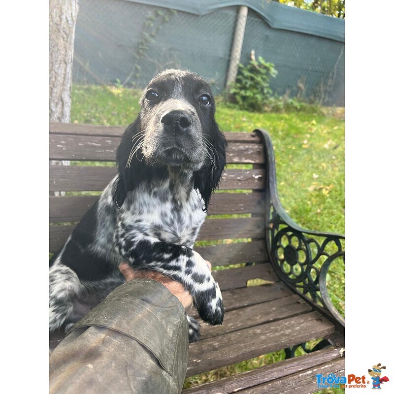 Setter Inglese Figli di lost del Navigante - Foto n. 5