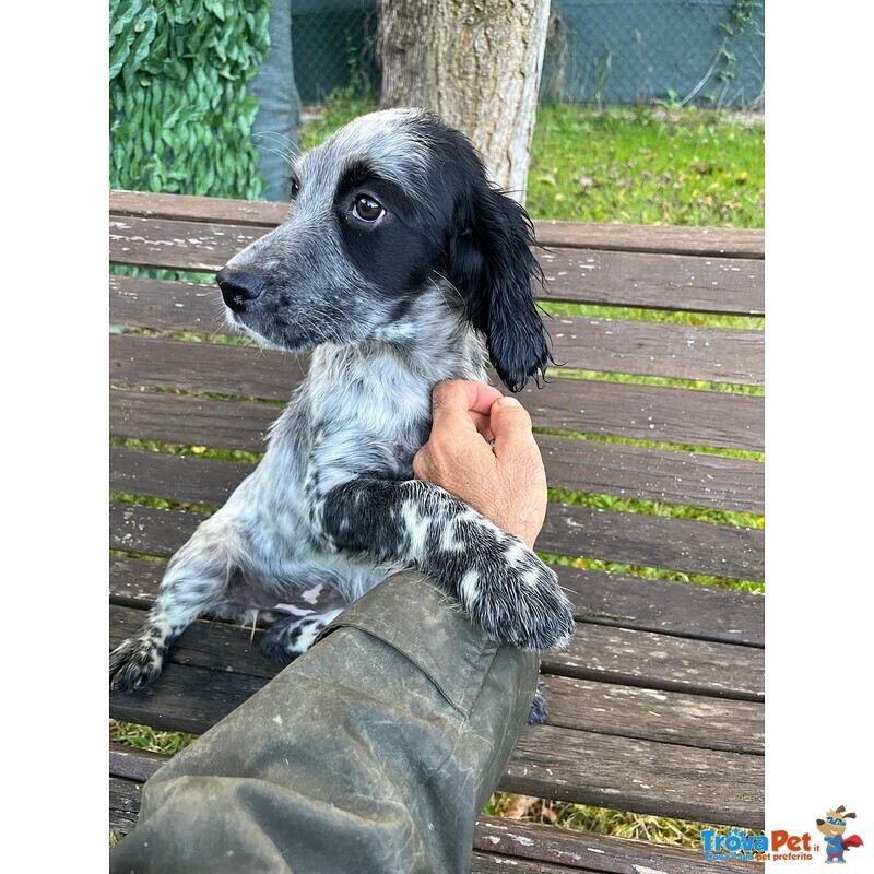 Setter Inglese Figli di lost del Navigante - Foto n. 6