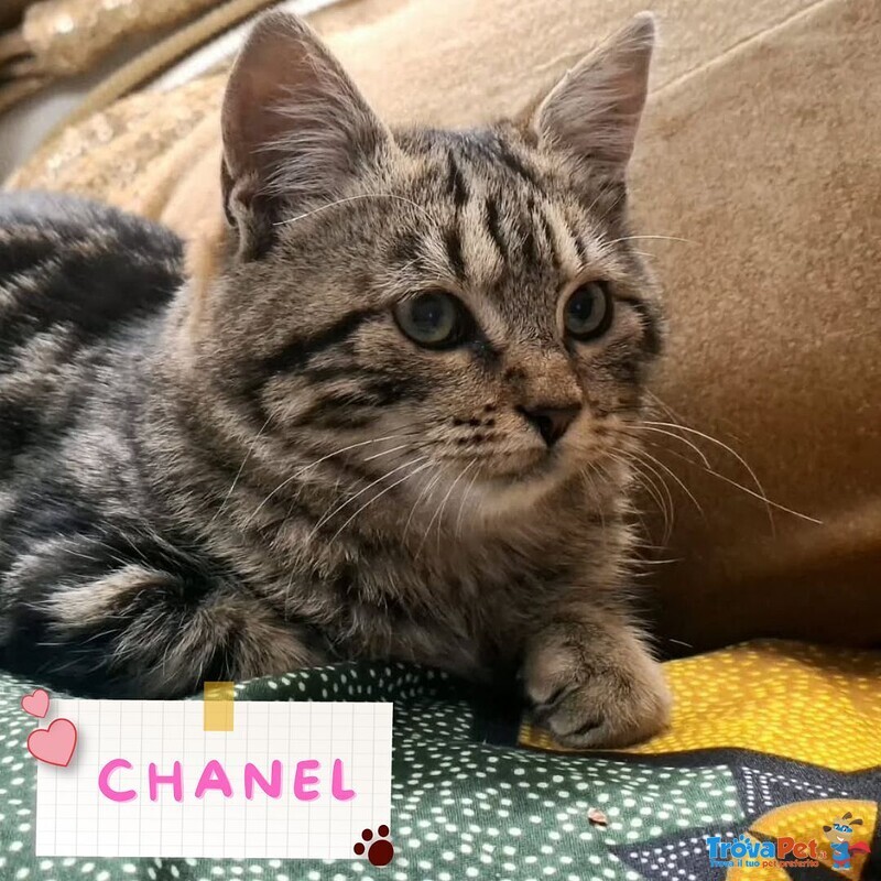 Chanel Dolce Micina 5 mesi in Adozione - Foto n. 1