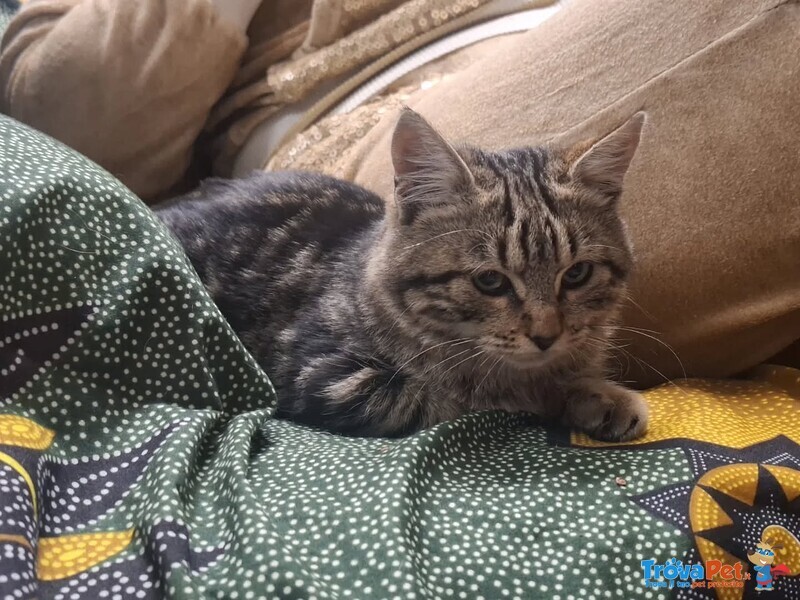 Chanel Dolce Micina 5 mesi in Adozione - Foto n. 2