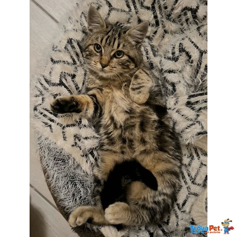 Chanel Dolce Micina 5 mesi in Adozione - Foto n. 4