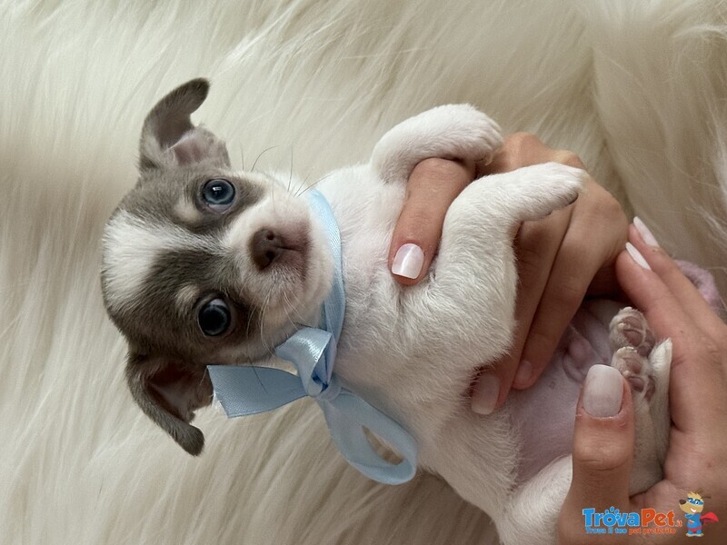 Splendidi Cuccioli di Chihuahua - Foto n. 1