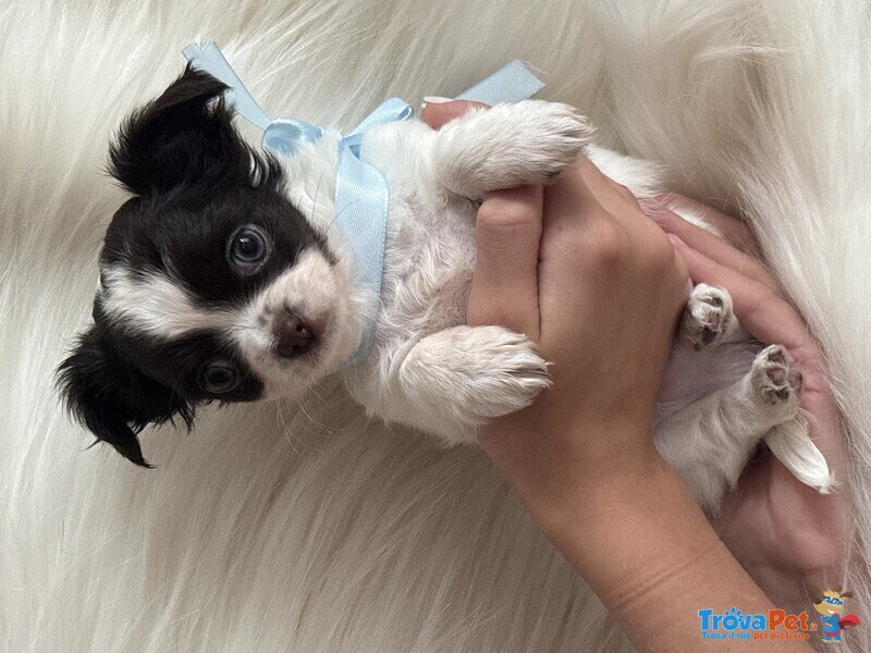 Splendidi Cuccioli di Chihuahua - Foto n. 2