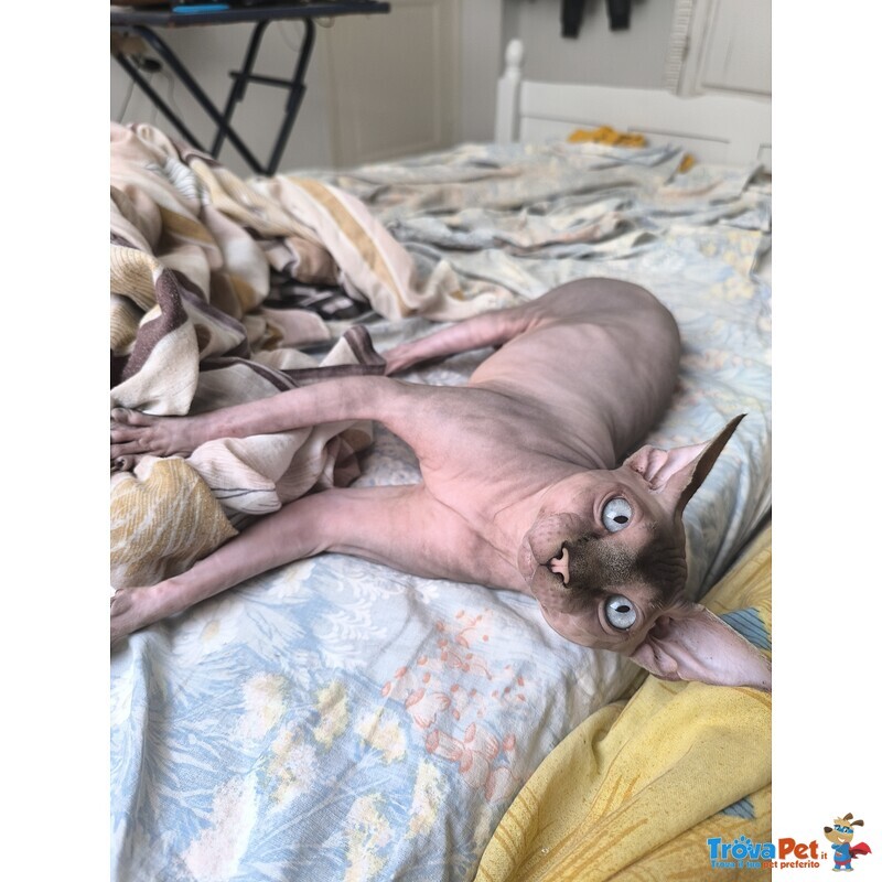 Gatto Sphynx Donskoy (donsphynx) - Foto n. 2