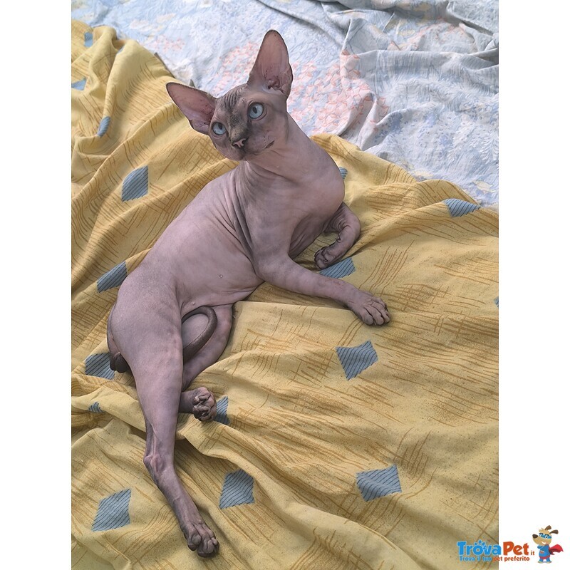 Gatto Sphynx Donskoy (donsphynx) - Foto n. 3