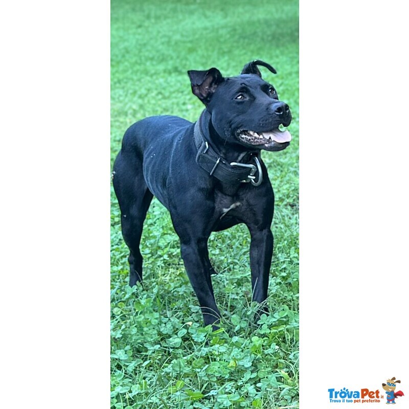 Cuccioli di Pitbull - Foto n. 1