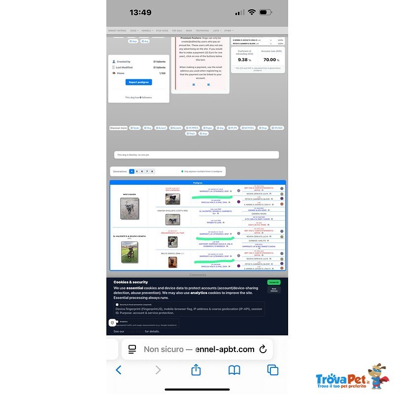 Cuccioli di Pitbull - Foto n. 2