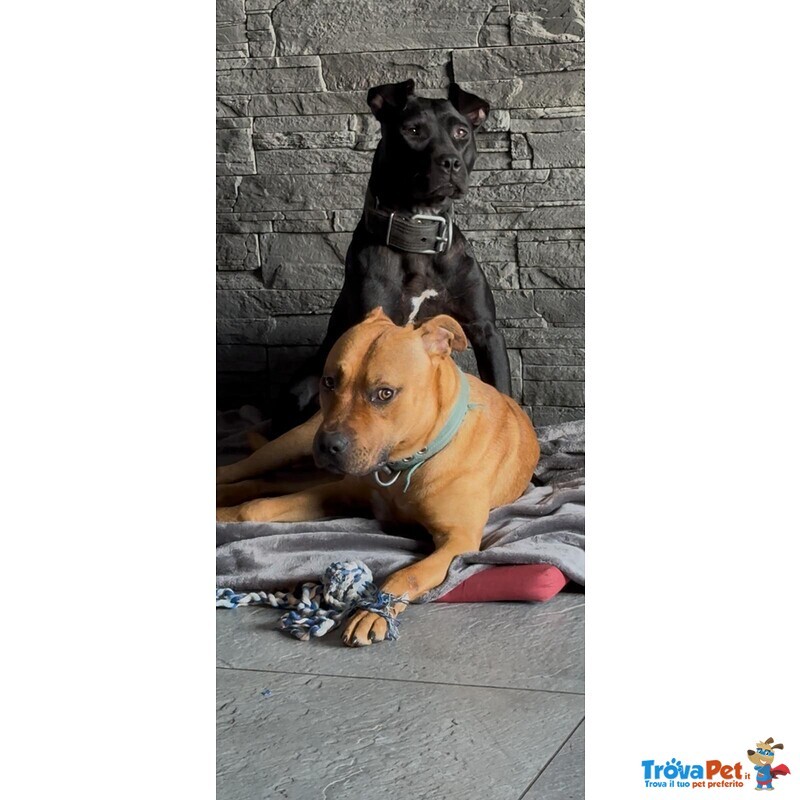 Cuccioli di Pitbull - Foto n. 3