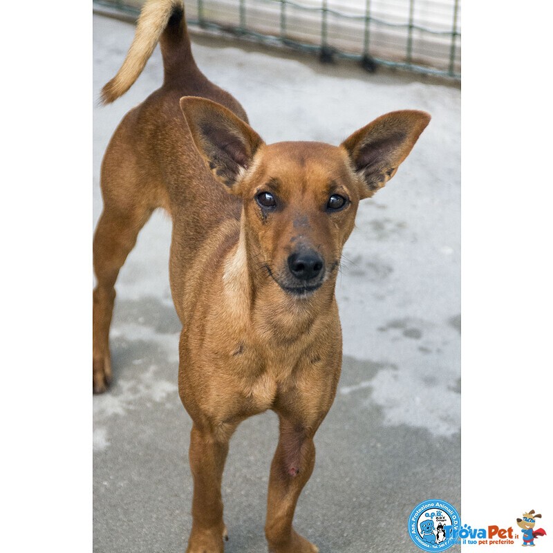 Dea, 5 kg di Coraggio e Simpatia - Foto n. 1