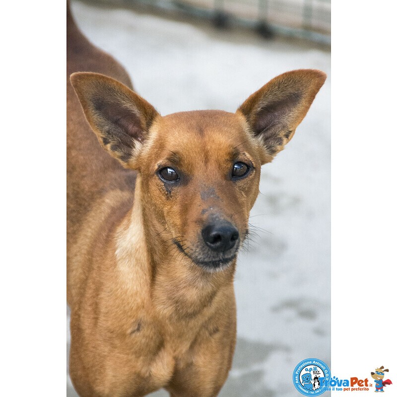 Dea, 5 kg di Coraggio e Simpatia - Foto n. 3