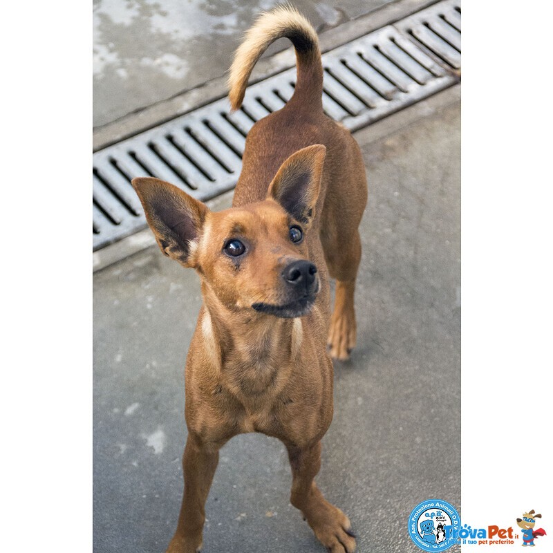 Dea, 5 kg di Coraggio e Simpatia - Foto n. 4