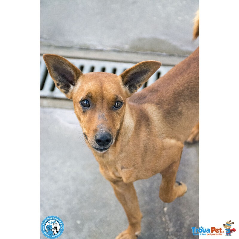 Dea, 5 kg di Coraggio e Simpatia - Foto n. 5