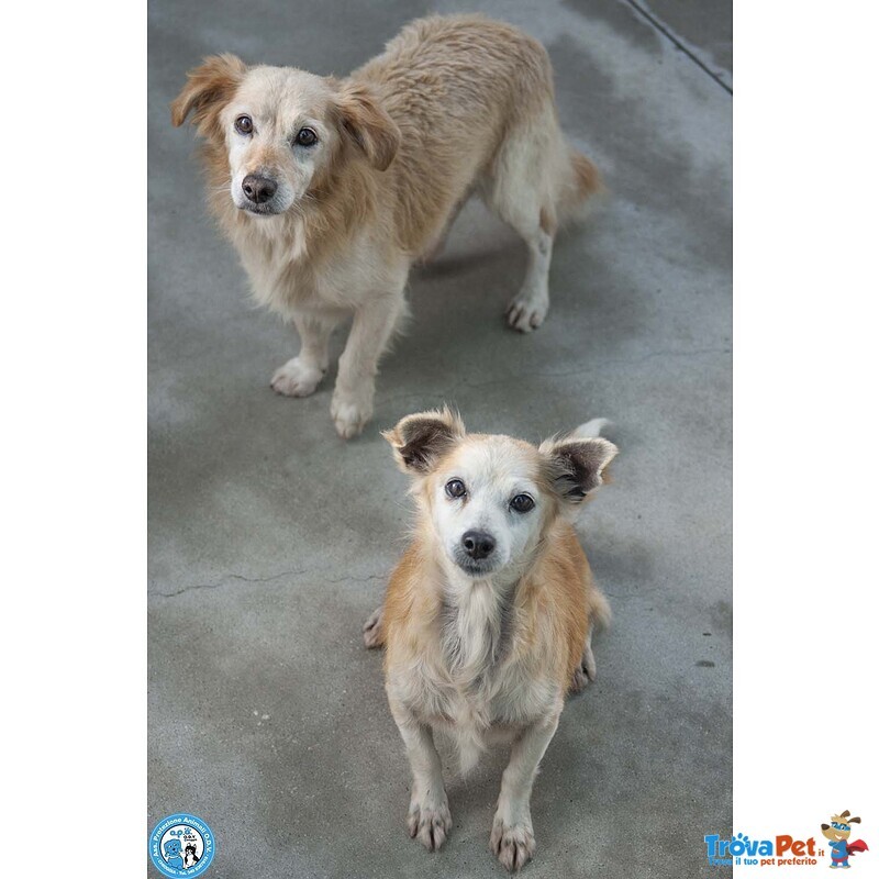 Tessy e tom: Cuore a Quattro Zampe (anzi, Otto) - Foto n. 1