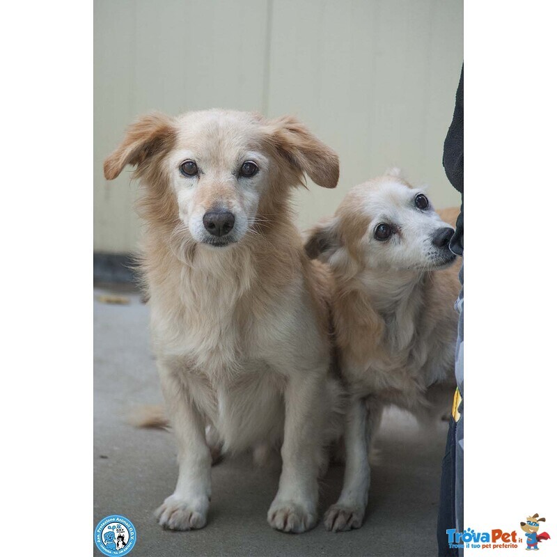 Tessy e tom: Cuore a Quattro Zampe (anzi, Otto) - Foto n. 2