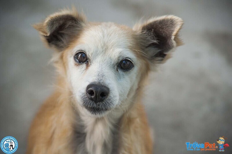Tessy e tom: Cuore a Quattro Zampe (anzi, Otto) - Foto n. 3