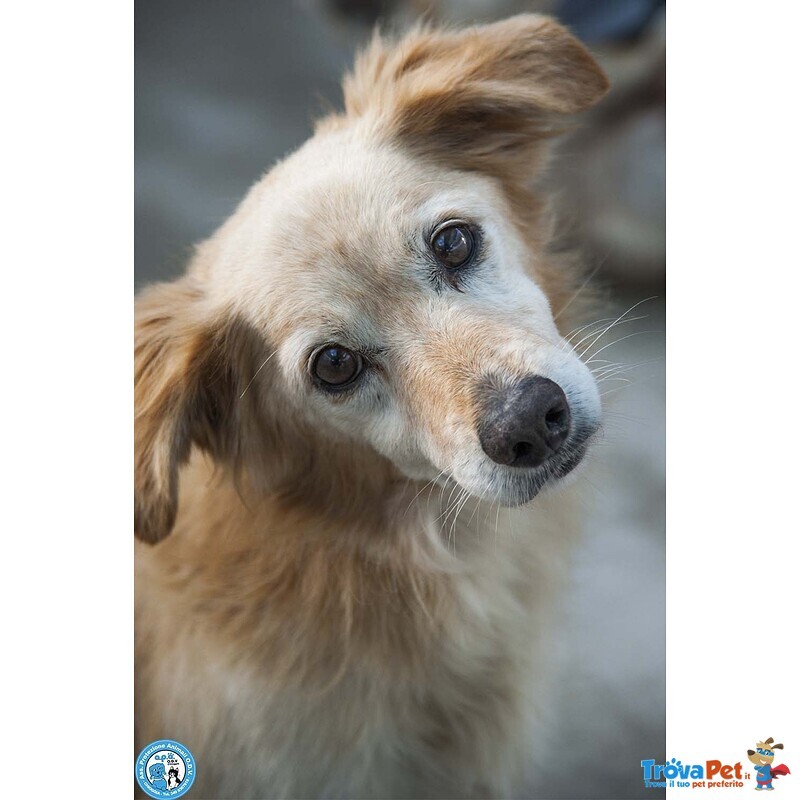 Tessy e tom: Cuore a Quattro Zampe (anzi, Otto) - Foto n. 4