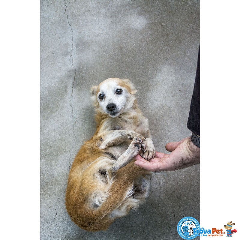 Tessy e tom: Cuore a Quattro Zampe (anzi, Otto) - Foto n. 5