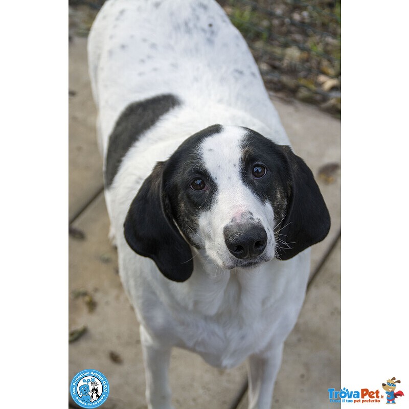 Belle, Splendida Cagnolona in Attesa di una Famiglia - Foto n. 1