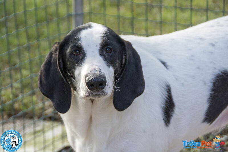 Belle, Splendida Cagnolona in Attesa di una Famiglia - Foto n. 2