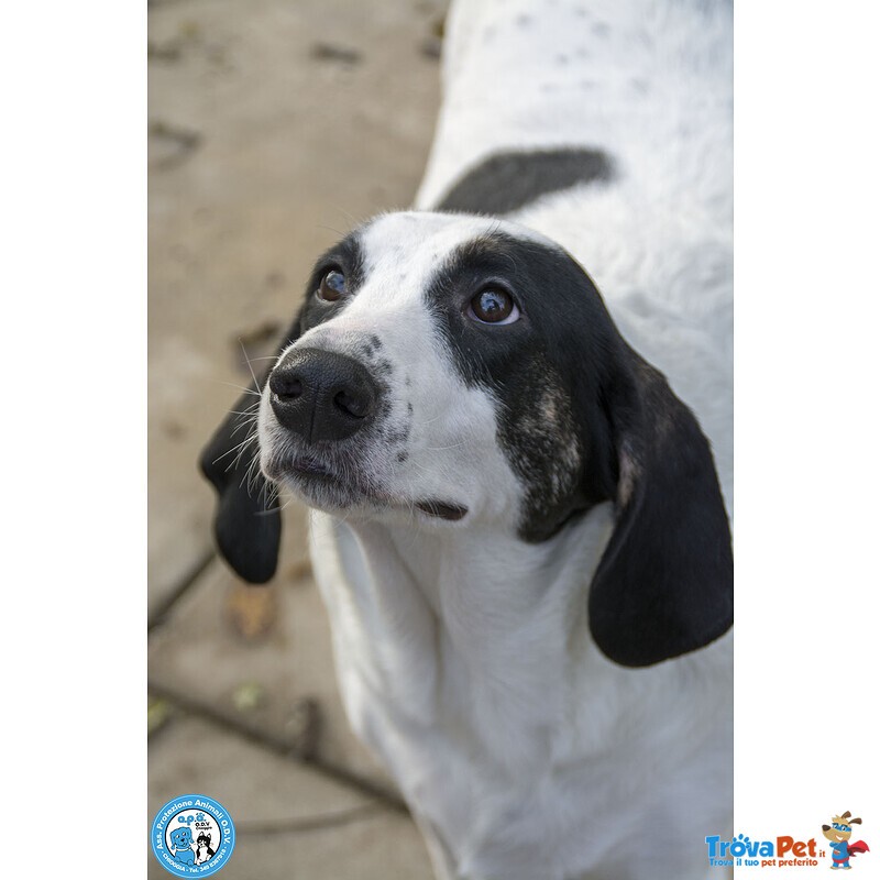 Belle, Splendida Cagnolona in Attesa di una Famiglia - Foto n. 3