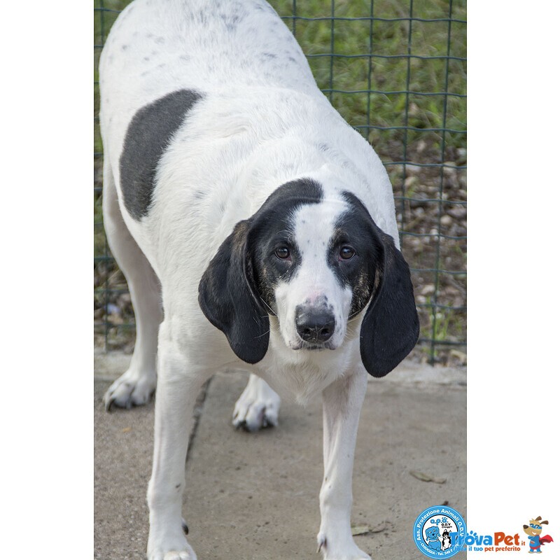 Belle, Splendida Cagnolona in Attesa di una Famiglia - Foto n. 6
