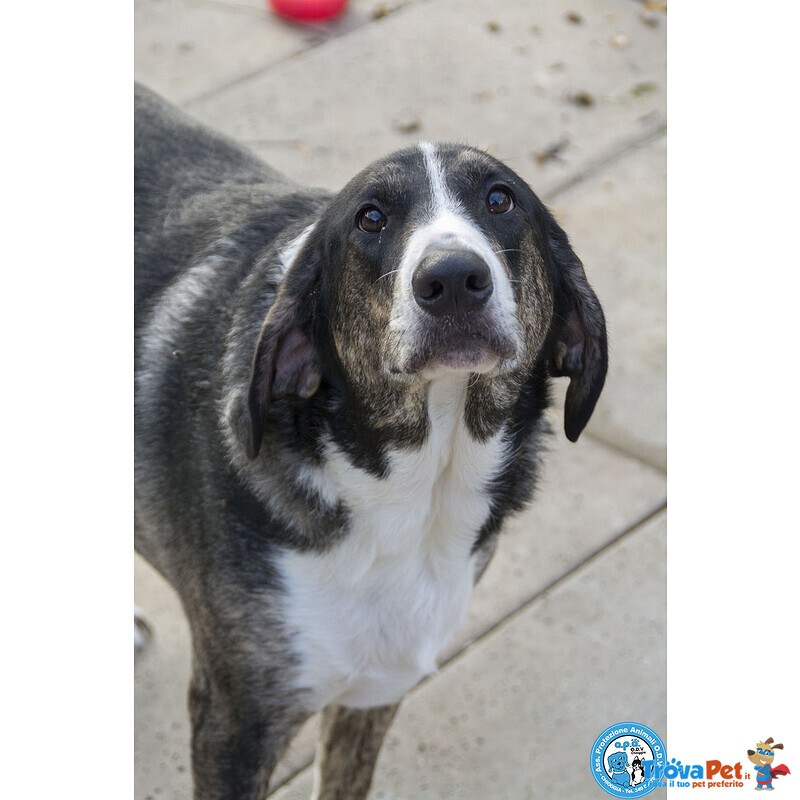 Blaky, il Gigante Buono in Cerca di un Nuovo Inizio - Foto n. 1