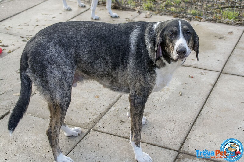 Blaky, il Gigante Buono in Cerca di un Nuovo Inizio - Foto n. 2