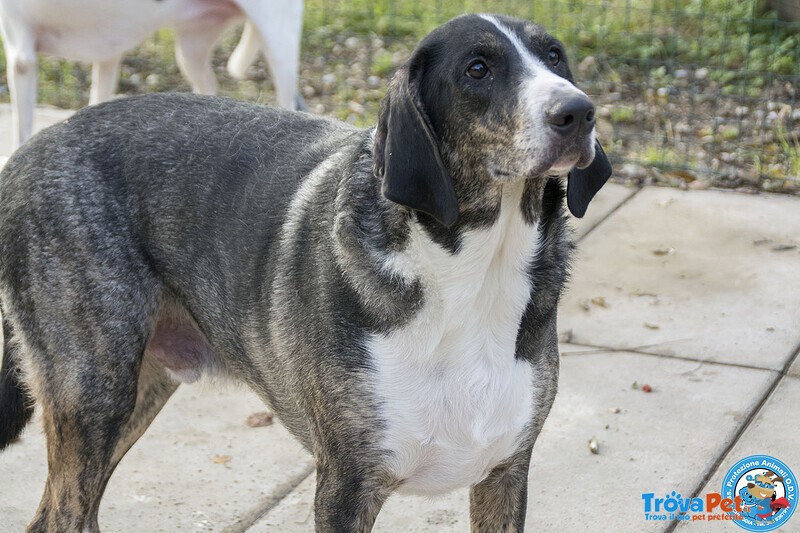 Blaky, il Gigante Buono in Cerca di un Nuovo Inizio - Foto n. 3
