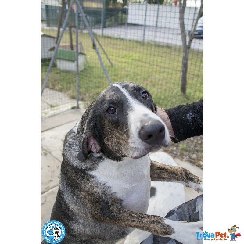 Blaky, il Gigante Buono in Cerca di un Nuovo Inizio - Foto n. 4