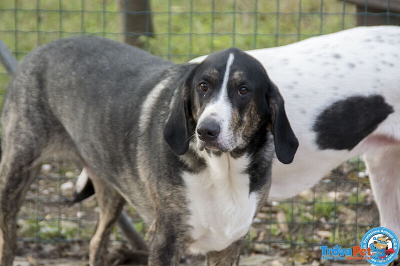 Blaky, il Gigante Buono in Cerca di un Nuovo Inizio - Foto n. 6