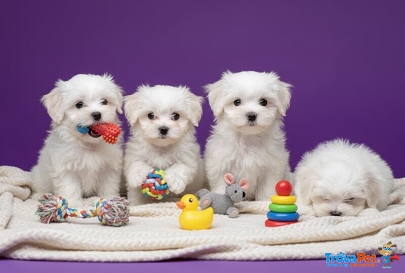 Maltese & Maltesi Cuccioli Disponibili Pagamento Agevolato - Foto n. 1