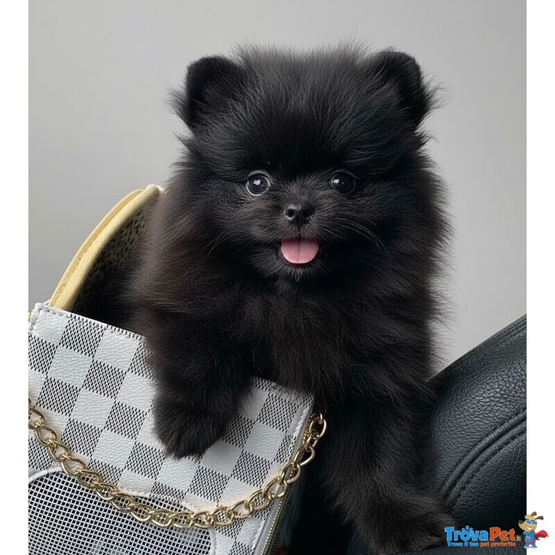 Volpino Spitz di Pomerania Cuccioli neri pag. Agevolato - Foto n. 1