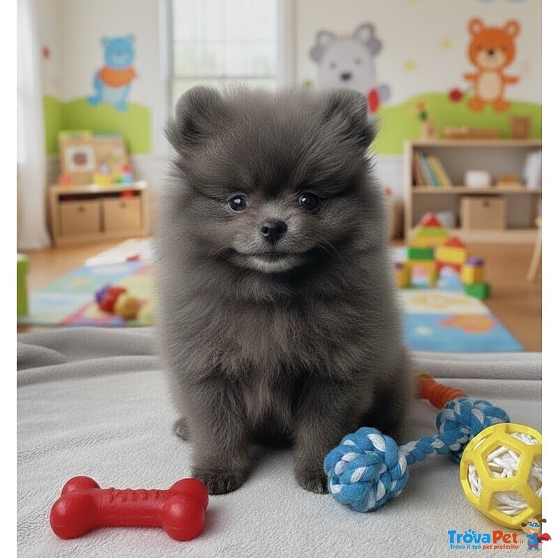 Volpino Spitz di Pomerania Cuccioli Grigi pag. Agevolato - Foto n. 1