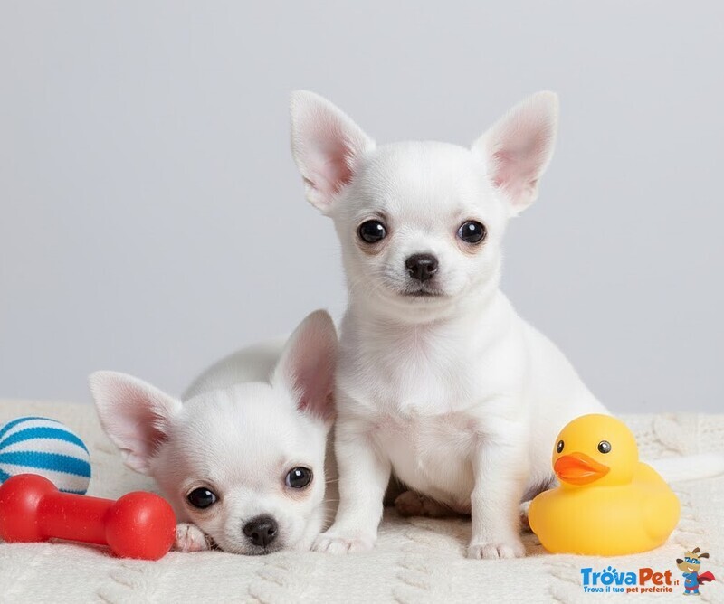 Chihuahua toy Cuccioli Disponbili Pagamento Agevolato - Foto n. 1