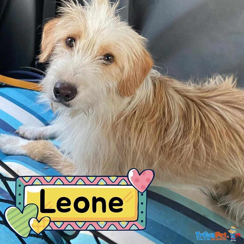 Leone Dolce Spinoncino Cerca casa - Adozione Canile di Latina - Foto n. 1